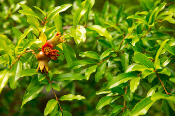 Pomegranate tree with small fruits, wild tree. Copy space.