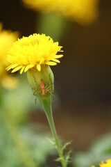 Jumping lynx spider from KERALA