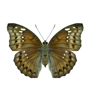 Banded marquis (euthalia teuta) female form in beautiful brown camouflage patterns