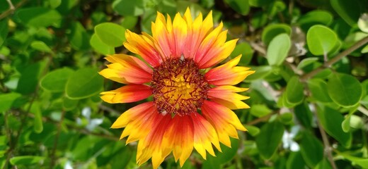 Yellow flower with green leaves background 