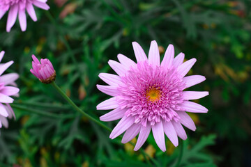 Obraz premium Argyranthemum Frutescens Madeira Crested Pink.