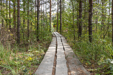 Obraz premium Gray wooden path in the summer forest among pines trees
