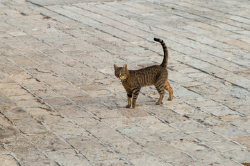 A stray cat goes about his business on the street.
