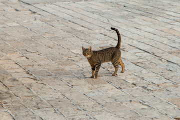 Obraz na płótnie Canvas A stray cat goes about his business on the street.