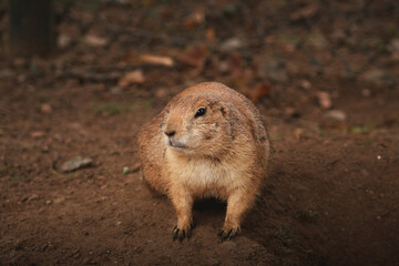 prairie dog on the ground
