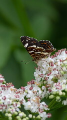 White flowers and the butterfly sitting against greens