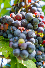 beautiful blue merlot grapes in green vineyard