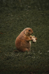 prairie dog eating