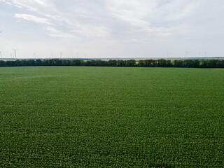 Aerial drone photo during late spring or beginning of the summer of green corn field 