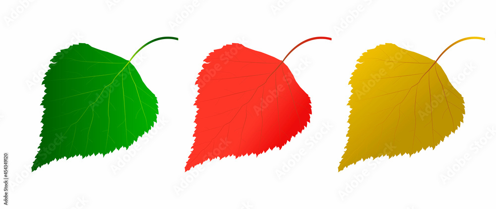 Canvas Prints set of vector images of birch leaves of autumn colors.