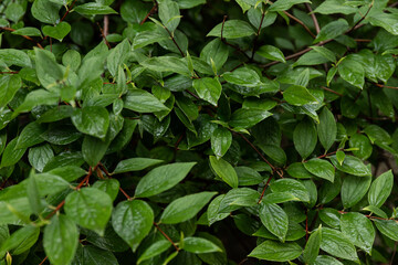After rain Water Drops on Green leaves in the garden pattern background, sparkle of Droplets on surface leaf, color Dark Flat lay Natural background for input text