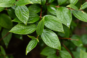 After rain Water Drops on Green leaves in the garden pattern background, sparkle of Droplets on surface leaf, color Dark Flat lay Natural background for input text