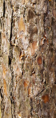 bark of a tree