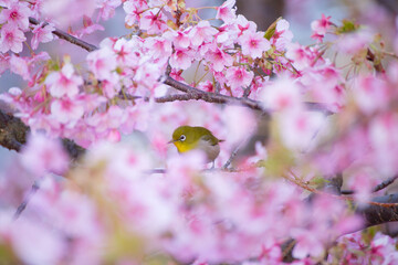 早春の河津桜とメジロ　広島県呉市蒲刈島　県民の浜