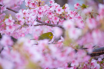早春の河津桜とメジロ　広島県呉市蒲刈島　県民の浜