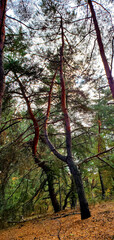 Fototapeta premium Forest