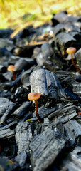 The mushroom grew among the coals