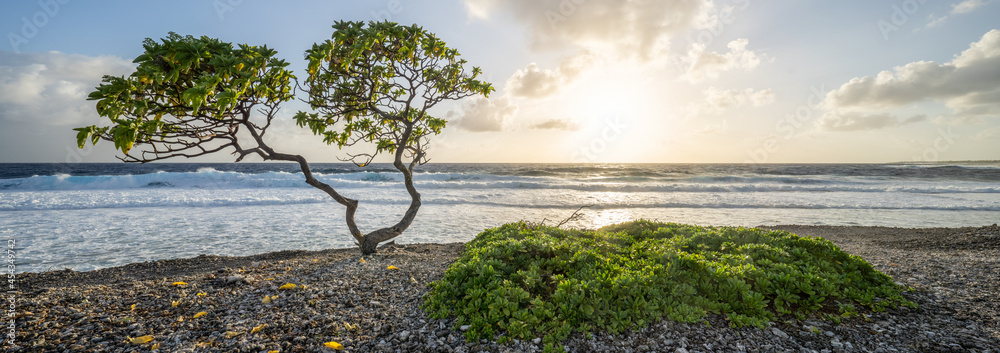 Wall mural lonely tree at the beach at sunset