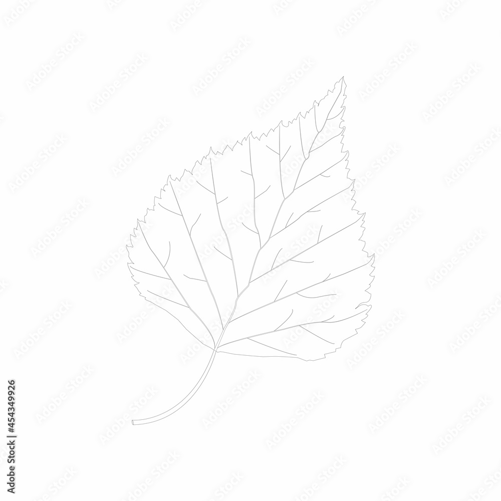 Canvas Prints vector sketch of birch leaf isolated on white background.