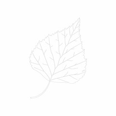 Vector sketch of birch leaf isolated on white background.