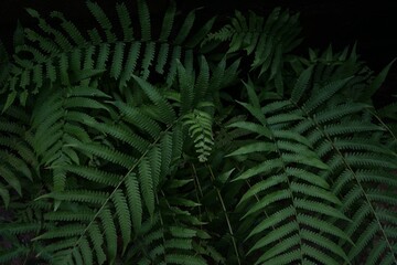 Fototapeta na wymiar Photo of a Male fern beside a concrete wall.