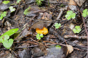 Top view of yellow young little mushroom chanterelle in clover and twigs under leaves in a light autumn Latvian forest