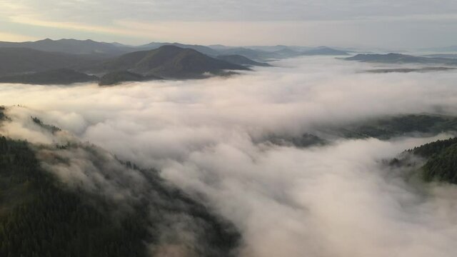 Drone flyght over flowing morning fog in summer mountains. Beautiful sunrise light glowing on forest, medows and green hills. UHD 4k video