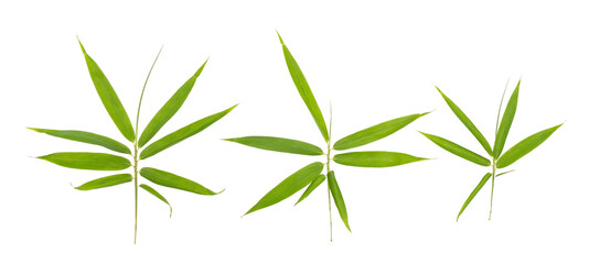 bamboo leaves isolated on white background