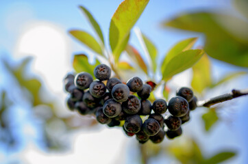 Aronia berries. Plants and flowers