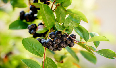 Aronia berries. Plants and flowers