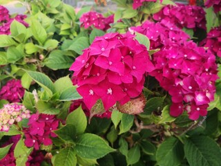 Pink Hyacinth flowers up close and isolated garden background