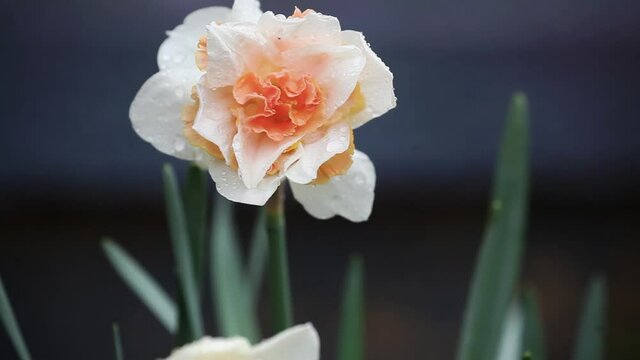 White and peachy pink Daffodil Replete Flower swaying in the Rain