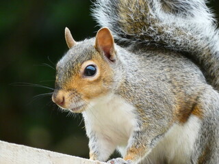 Obraz premium Squirrel looking into the camera isolated 