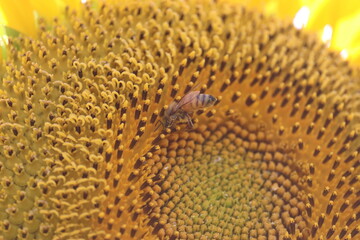 ヒマワリの蜜を吸うミツバチ３
