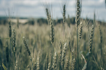golden wheat field