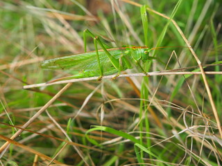Locust makes its way