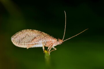 Brown Lacewing insect (Chrysoperla rufilabris) on the tip of a pine needle in Houston, TX.