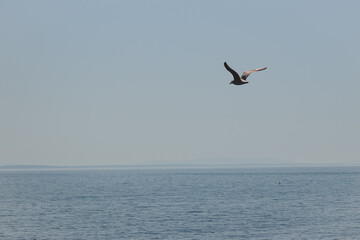 birds flying in the sky