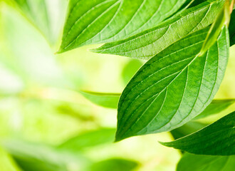 Green young leaves in the light of the sun on a blurred background