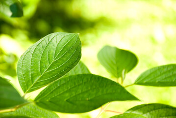 Green young leaves in the light of the sun on a blurred background