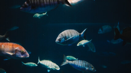 Fishes in the aquarium close up view