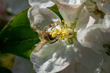 Biene bestäubt Apfelblüte