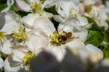 Biene best&auml;ubt Apfelbl&uuml;te