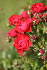Red roses in the garden, blurred background