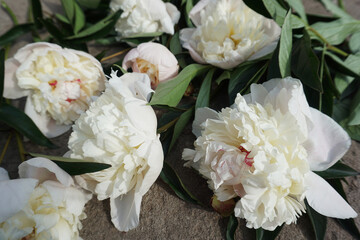 Beautiful white peonies on a gray concrete background. A bouquet of pale pink flowers, cement texture. Bloom, leaves, and buds.The creative concept of home comfort and decoration. Great for postcards. - 454356782