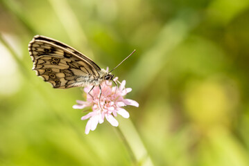 Melanargia galathea, Marbled White butterfly on flower.