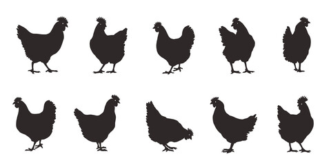 various  chicken silhouettes on the white background
