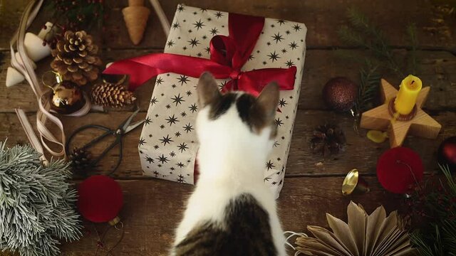 Cute kitten walking at stylish christmas gift with red ribbon on rustic wooden table with festive decorations. Curious cat and xmas present top view. Happy Holidays! Authentic holiday footage