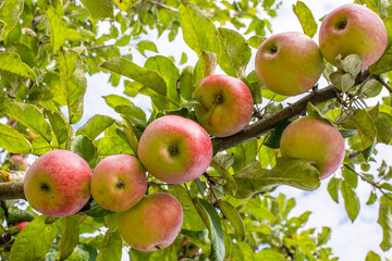 Red apples on a branch close up. Organic food. Organic gardening. Healthy eating
