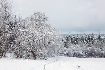 Winter road after the snowfall through trees covered in snow.